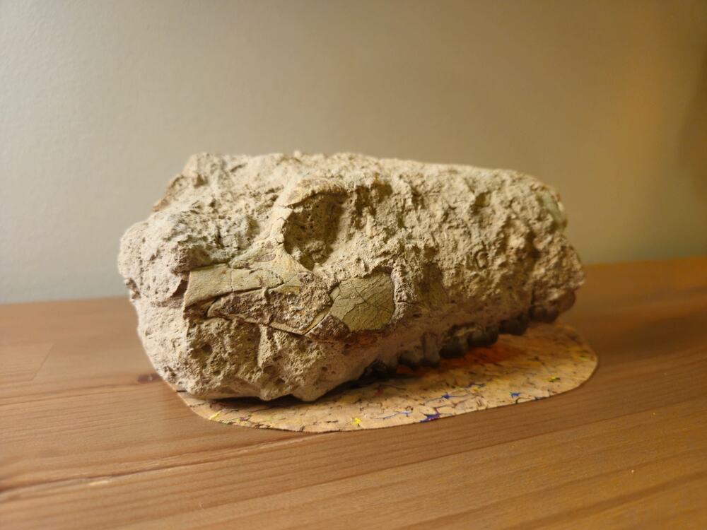 Merycoidodon Culbert Oreodont Upper Skull Fossil Badlands S Dakota